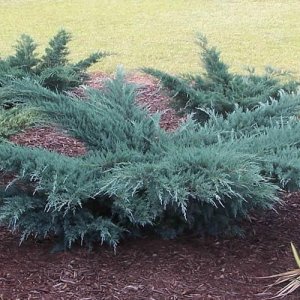 Borievka virdžínska (Juniperus virginiana) ´GREY OWL´, výška/previs  40-70 cm, kont. C20L